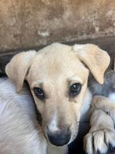LUKE, Hund, Mischlingshund in Rumänien - Bild 2