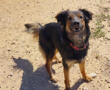 LINDA2, Hund, Mischlingshund in Spanien - Bild 1