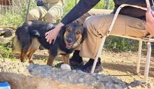 LINDA2, Hund, Mischlingshund in Spanien - Bild 10