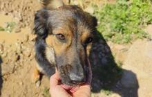 LINDA2, Hund, Mischlingshund in Spanien - Bild 11