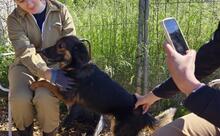 LINDA2, Hund, Mischlingshund in Spanien - Bild 12