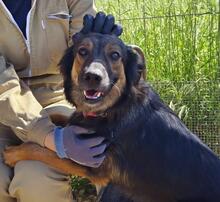 LINDA2, Hund, Mischlingshund in Spanien - Bild 13