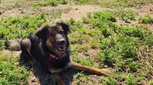 LINDA2, Hund, Mischlingshund in Spanien - Bild 2
