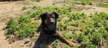 LINDA2, Hund, Mischlingshund in Spanien - Bild 3