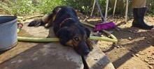 LINDA2, Hund, Mischlingshund in Spanien - Bild 4
