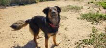LINDA2, Hund, Mischlingshund in Spanien - Bild 5