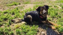 LINDA2, Hund, Mischlingshund in Spanien - Bild 6
