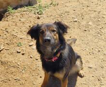 LINDA2, Hund, Mischlingshund in Spanien - Bild 7