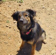 LINDA2, Hund, Mischlingshund in Spanien - Bild 8