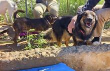 LINDA2, Hund, Mischlingshund in Spanien - Bild 9