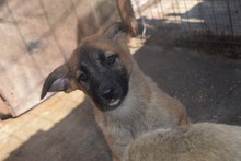 TAIA, Hund, Mischlingshund in Rumänien
