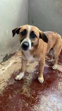 FONDOR, Hund, Mischlingshund in Italien - Bild 10
