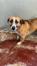 FONDOR, Hund, Mischlingshund in Italien - Bild 11