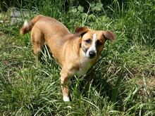 FONDOR, Hund, Mischlingshund in Italien - Bild 2