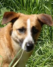 FONDOR, Hund, Mischlingshund in Italien - Bild 3