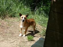 FONDOR, Hund, Mischlingshund in Italien - Bild 4