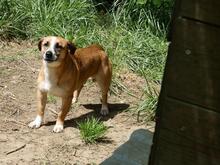 FONDOR, Hund, Mischlingshund in Italien - Bild 5