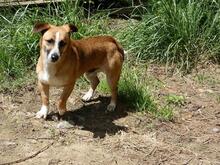 FONDOR, Hund, Mischlingshund in Italien - Bild 6
