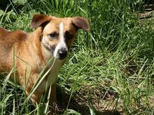 FONDOR, Hund, Mischlingshund in Italien - Bild 7