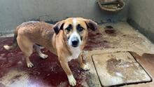 FONDOR, Hund, Mischlingshund in Italien - Bild 8