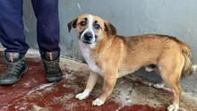 FONDOR, Hund, Mischlingshund in Italien - Bild 9
