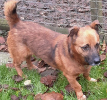 VEITLI, Hund, Mischlingshund in Diemelstadt - Bild 1
