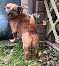 VEITLI, Hund, Mischlingshund in Diemelstadt - Bild 3