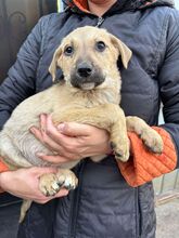 LEIA, Hund, Mischlingshund in Rumänien