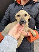 LEIA, Hund, Mischlingshund in Rumänien - Bild 2