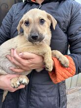 LEIA, Hund, Mischlingshund in Rumänien - Bild 3