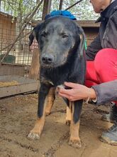 FIORINA, Hund, Mischlingshund in Rumänien - Bild 2