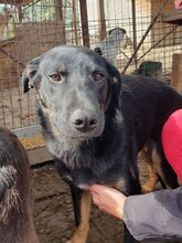 FIORINA, Hund, Mischlingshund in Rumänien - Bild 3