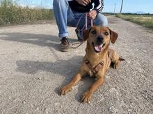 FEDE, Hund, Mischlingshund in Italien - Bild 10