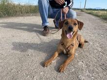 FEDE, Hund, Mischlingshund in Italien - Bild 11