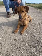 FEDE, Hund, Mischlingshund in Italien - Bild 13