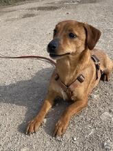 FEDE, Hund, Mischlingshund in Italien - Bild 14
