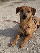 FEDE, Hund, Mischlingshund in Italien - Bild 15