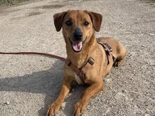 FEDE, Hund, Mischlingshund in Italien - Bild 16