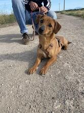 FEDE, Hund, Mischlingshund in Italien - Bild 2
