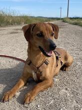 FEDE, Hund, Mischlingshund in Italien - Bild 3