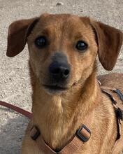 FEDE, Hund, Mischlingshund in Italien - Bild 4