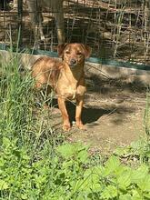 FEDE, Hund, Mischlingshund in Italien - Bild 6
