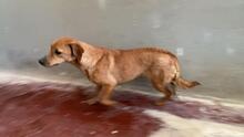 FEDE, Hund, Mischlingshund in Italien - Bild 7
