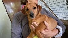 FEDE, Hund, Mischlingshund in Italien - Bild 9