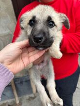 MATU, Hund, Mischlingshund in Rumänien