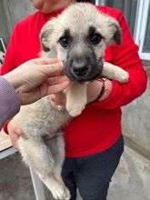 MATU, Hund, Mischlingshund in Rumänien - Bild 2
