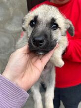 MATU, Hund, Mischlingshund in Rumänien - Bild 3