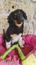 DIANTHUS, Hund, Mischlingshund in Italien - Bild 1