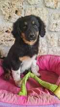 DIANTHUS, Hund, Mischlingshund in Italien - Bild 2