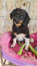 DIANTHUS, Hund, Mischlingshund in Italien - Bild 3